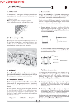 36
Se denomina así a las moléculas de glúcidos y péptidos que
se proyectan sobre la membrana celular. Sus funciones son:
• Adhesión celular.
• Reconocimiento celular (antígenos celulares).
•
a sabiendas que en el interior de la célula existen otras
membranas que forman parte de las organelas.
La membrana plasmática es considerada como un agregado
supramolecular heterogéneo lipoproteico, presente en todas
las células, tanto procarióticas como eucarióticas.
componentes de la membrana plasmática realizando
diversos ensayos para obtener esta estructura de manera
aislada.
El mejor ejemplar, en cuanto a la facilidad de la obtención
de la membrana, es el glóbulo rojo, el cual al ser sometido
a concentraciones hipotónicas, primero “sufre” una
hinchazón y luego la pérdida del contenido de hemoglobina
(hemólisis), mostrando:
52% proteínas – 40% lípidos – 8% glúcidos
 El Glucocálix
6.2 Membrana plasmática
 Definición
 Composición química
• Proteínas integrales. Se disponen en la región
hidrófoba de la bicapa lipídica, otras atraviesan toda la
membrana. A estas proteínas también se les denomina
transmembranosas.
• Proteínas periféricas. Son las que se disponen
la condición de la bicapa. Estas proteínas generalmente
se unen a regiones expuestas de proteínas integrales.
La disposición de las proteínas en la bicapa lipídica no es
igual en la capa superior con respecto a la capa inferior, por
lo tanto existe una Asimetría de Membrana.
En 1972 S.J. Singer y G.L. Nicholson propusieron un
salabazitetniseuqanarbmemedarutcurtseedoledom
propiedades conocidas de las membranas biológicas.
Según este modelo del , de gran aceptación
hasta la actualidad, las membranas constan de una bicapa
en la cual están inmersas diversas proteínas.
• Bicapa lipídica. Conocemos que los fosfolípidos
presentan la particularidad de asociarse con el agua lo
cual permite la formación de capas dobles, indicando sus
características .
 Mosaico fluido
Las bicapas lipídicas presentan una característica muy
importante, la cual es comportarse como cristales líquidos
en determinadas condiciones.
 Proteínas de membrana
Actualmente se sabe que la mayoría de las proteínas son de
tipo globular, esto indica que son bastante voluminosas, al
interna de la bicapa lipídica. Existen dos tipos de proteínas
de membranas: Integrales y periféricas.
PDF Compressor Pro
 