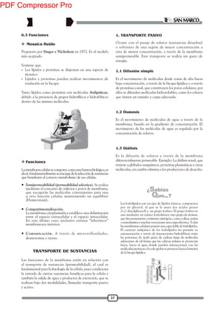 37
Propuesto por Singer y Nicholson en 1972. Es el modelo
más aceptado.
Sostiene que:
- Los lípidos y proteínas se disponen en una especie de
mosaico.
- Lípidos y proteínas pueden realizar movimientos de
traslación en la bicapa.
Tanto lípidos como proteínas son moléculas ,
debido a la presencia de grupos hidrofílicos e hidrofóbicos
dentro de las mismas moléculas.
 Mosaico fluido
6.3 Funciones
Lamembranacelularsecomporta comounabarrerabiológica,es
decir,fundamentalmenteseencargadelaseleccióndesustancias
• Semipermeabilidad (permeabilidad selectiva). Se realiza
que escogerán las moléculas convenientes para una
u otra función celular, manteniendo un equilibrio
(Homeostasis).
• Compartimentalización.
La membrana citoplasmática establece una delimitación
entre el espacio extracelular y el espacio intracelular.
En este último caso, inclusive existen “laberintos”
membranosos internos.
• Comunicación. A través de microvellosidades,
desmosomas o nexus.
 Funciones
1.1 Difusión simple
Las funciones de la membrana están en relación con
el transporte de sustancias (permeabilidad), el cual es
también la salida de agua y productos de excreción, que se
realizan bajo dos modalidades, llamadas transporte pasivo
y activo.
1. TRANSPORTE PASIVO
Ocurre con el pasaje de solutos (sustancias disueltas)
o solventes de una región de mayor concentración a
otra de menor concentración, a través de la membrana
semipermeable. Este transporte se realiza sin gasto de
energía.
Es el movimiento de moléculas desde zonas de alta hacia
baja concentración, a través de la bicapa lipídica o a través
de proteínas canal, que constituyen los poros celulares, por
ellos se difunden moléculas hidrosolubles, como los solutos
que tienen un tamaño y carga adecuada.
Es el movimiento de moléculas de agua a través de la
membrana, basado en la gradiente de concentración. El
movimiento de las moléculas de agua es regulado por la
concentración de solutos.
Es la difusión de solutos a través de la membrana
diferencialmente permeable. Ejemplo: La diálisis renal, que
retiene a glóbulos sanguíneos, proteínas plasmáticas y otras
moléculas, en cambio elimina a los productores de desecho.
1.2 Ósmosis
1.3 Diálisis
TRANSPORTE DE SUSTANCIAS
Los fosfolípidos son un tipo de lípidos iónicos, compuestos
sosargsodicásodnenueleseuqla,lorecilgnurop
(1,2-diacilglicerol) y un grupo fosfato. El grupo fosfato se
une mediante un enlace fosfodiéster, otro grupo de átomos,
que frecuentemente contienen nitrógeno, como colina, serina
oetanolaminaymuchasvecesposeeunacargaeléctrica.Todas
lasmembranascelularesposeenunacapadobledefosfolípidos.
El carácter anfipático de los fosfolípidos les permite su
autoasociación a través de interacciones hidrofóbicas entre
las porciones de ácido graso de cadena larga de moléculas
adyacentes de tal forma que las cabezas polares se proyectan
fuera, hacia el agua donde pueden interaccionar con las
moléculasproteicasylacolaapolarseproyectahaciaelinterior
de la bicapa lipídica.
PDF Compressor Pro
 