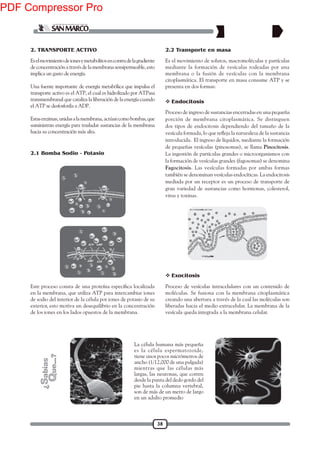 38
2. TRANSPORTE ACTIVO
Eselmovimientodeionesymetabolitosencontradelagradiente
deconcentraciónatravésdelamembranasemipermeable,esto
implica un gasto de energía.
Una fuente importante de energía metabólica que impulsa el
transporte activo es el ATP, el cual es hidrolizado por ATPasa
transmembranal que cataliza la liberación de la energía cuando
el ATP se desfosforila a ADP.
Estasenzimas, unidasalamembrana, actúancomobombas,que
suministran energía para trasladar sustancias de la membrana
hacia su concentración más alta.
en la membrana, que utiliza ATP para intercambiar iones
de sodio del interior de la célula por iones de potasio de su
exterior, esto motiva un desequilibrio en la concentración
de los iones en los lados opuestos de la membrana.
Es el movimiento de solutos, macromoléculas y partículas
mediante la formación de vesículas rodeadas por una
membrana o la fusión de vesículas con la membrana
citoplasmática. El transporte en masa consume ATP y se
presenta en dos formas:
Proceso de ingreso de sustancias encerradas en una pequeña
porción de membrana citoplasmática. Se distinguen
dos tipos de endocitosis dependiendo del tamaño de la
introducida. El ingreso de líquidos, mediante la formación
de pequeñas vesículas (pinosomas), se llama Pinocitosis.
La ingestión de partículas grandes o microorganismos con
la formación de vesículas grandes (fagosomas) se denomina
Fagocitosis. Las vesículas formadas por ambas formas
también se denominan vesículas endocíticas. La endocitosis
mediada por un receptor es un proceso de transporte de
gran variedad de sustancias como hormonas, colesterol,
virus y toxinas.
 Endocitosis
 Exocitosis
Proceso de vesículas intracelulares con un contenido de
moléculas. Se fusiona con la membrana citoplasmática
creando una abertura a través de la cual las moléculas son
liberadas hacia el medio extracelular. La membrana de la
vesícula queda integrada a la membrana celular.
2.1 Bomba Sodio - Potasio
2.2 Transporte en masa
La célula humana más pequeña
es la célula espermatozoide,
tiene unos pocos micrómetros de
ancho (1/12,000 de una pulgada)
mientras que las células más
largas, las neuronas, que corren
desde la punta del dedo gordo del
pie hasta la columna vertebral,
son de más de un metro de largo
en un adulto promedio
PDF Compressor Pro
 