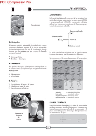 23
Hemoglobina
El sistema inmune, responsable de defendernos contra
organismos foráneos, requiere de la precisa interacción
de cientos de proteínas. Un tipo de proteínas del sistema
inmune son los anticuerpos que proveen la llamada
respuesta humoral.
 Inmunoglobulina

Por ejemplo, el oxígeno que respiramos es transportado en
la sangre al resto del organismo por una proteína llamada
hemoglobina.
 Hemocianina
 Citocromos
 Ovoalbúmina, de la clara de huevo.
 Gliadina, del grano de trigo.
 Lactoalbúmina, de la leche.
Importancia
biológica
de
reserva
AMINOÁCIDOS
Es la molécula básica en la estructura de las proteínas. Son
moléculas orgánicas pequeñas con un grupo amino (-NH2
)
y un grupo carboxilo (-COOH). Las otras dos valencias
del carbono se saturan con un átomo de H y con un grupo
variable denominado radical R.
N+
H3
COO-
C
R
H
Extremo amino
Extremo carboxilo
Cadena lateral
La gran cantidad de proteínas que se conocen están
formadas únicamente por 20 aminoácidos diferentes.
Se conocen otros 150 que no forman parte de las proteínas.
D. Defensiva
E. Transporte
F. Reserva
ENLACE PEPTÍDICO
Los péptidos están formados por la unión de aminoácidos
mediante un enlace peptídico. Es un enlace covalente que
se establece entre el grupo carboxilo de un aminoácido y el
grupo amino del siguiente, dando lugar al desprendimiento
de una molécula de agua.
Superior = aminoácidos hidrófobos
Intermedio = aminoácidos polares
Inferior izquierda = aminoácidos ácidos
Inferior derecha = aminoácidos básicos.
PDF Compressor Pro
 