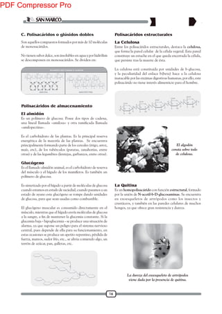 16
Son aquellos compuestos formados por más de 10 moléculas
de monosacáridos.
No tienen sabor dulce, son insolubles en agua y por hidrólisis
se descomponen en monosacáridos. Se dividen en:
El almidón
Es un polímero de glucosa. Posee dos tipos de cadena,
«amilopectina».
Es el carbohidrato de las plantas. Es la principal reserva
energética de la mayoría de las plantas. Se encuentra
principalmente formando parte de los cereales (trigo, arroz,
maíz, etc), de los tubérculos (patatas, zanahorias, entre
otras) y de las legumbres (lentejas, garbanzos, entre otras).
Polisacáridos de almacenamiento
C. Polisacáridos o glúsidos dobles
Glucógeno
Es el llamado almidón animal, es el carbohidrato de reserva
del músculo y el hígado de los mamíferos. Es también un
polímero de glucosa.
Es sintetizado por el hígado a partir de moléculas de glucosa
cuando estamos en estado de saciedad, cuando pasamos a un
estado de ayuno este glucógeno se rompe dando unidades
de glucosa, para que sean usadas como combustible.
El glucógeno muscular es consumido directamente en el
músculo, mientras que el hígado envía moléculas de glucosa
glucemia baja - hipoglucemia - se produce una situación de
alarma, ya que supone un peligro para el sistema nervioso
central, pues depende de ella para su funcionamiento, en
estas ocasiones se produce un apetito repentino, pérdida de
fuerza, mareos, sudor frío, etc., se alivia comiendo algo, un
terrón de azúcar, pan, galletas, etc.
La Celulosa
Entre los polisacáridos estructurales, destaca la celulosa,
que forma la pared celular de la célula vegetal. Esta pared
constituye un estuche en el que queda encerrada la célula,
que persiste tras la muerte de ésta.
La celulosa está constituida por unidades de b-glucosa,
y la peculiaridad del enlace b(beta) hace a la celulosa
inatacable por las enzimas digestivas humanas, por ello, este
polisacárido no tiene interés alimenticio para el hombre.
Polisacáridos estructurales
El algodón
consta sobre todo
de celulosa.
La Quitina
Es un homopolisacárido con función estructural, formado
por la unión de N-acetil-b-D-glucosaminas. Se encuentra
en exoesqueletos de artrópodos como los insectos y
crustáceos, y también en las paredes celulares de muchos
hongos, ya que ofrece gran resistencia y dureza.
La dureza del exoesqueleto de artrópodos
viene dada por la presencia de quitina.
PDF Compressor Pro
 