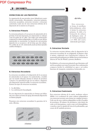 24
ESTRUCTURA DE LAS PROTEÍNAS
niveles estructurales, denominados: estructura primaria,
estructura secundaria, estructura terciaria y estructura
cuaternaria. Cada una de estas estructuras informa de la
disposición de la anterior en el espacio.
La estructura primaria es la secuencia de aminoácidos de la
proteína. Es la más importante, los aminoácidos se ordenan
como las perlas de un collar. Nos indica qué aminoácidos
componen la cadena polipeptídica y el orden en que dichos
aminoácidos se encuentran. La función de una proteína
depende de su secuencia y de la forma que ésta adopte.
Un cambio de un solo aminoácido puede producir grandes
cambios biológicos.
La estructura secundaria es la disposición de la secuencia
de aminoácidos en el espacio. Los aminoácidos, a medida
que van siendo enlazados durante la síntesis de proteínas
y gracias a la capacidad de giro de sus enlaces, adquieren
una disposición espacial estable, la estructura secundaria.
Existen dos tipos de estructura secundaria:
1. La alfa hélice.
2. La conformación hoja plegada.
En esta disposición los aminoácidos no forman una hélice
sino una cadena en forma de zigzag, denominada disposición
en lámina plegada.
Presentan esta estructura secundaria la queratina de la
Esta estructura
se forma al enrollarse
helicoidalmente sobre
sí misma la estructura
primaria. Se debe a la
formación de enlaces
de hidrógeno entre el
-C=O de un aminoácido
y el -NH- del cuarto
aminoácido que le sigue.
alfa hélice
β laminar
A. Estructura Primaria
B. Estructura Secundaria
La estructura terciaria informa sobre la disposición de la
estructura secundaria de un polipéptido al plegarse sobre
sí misma, originando una conformación compacta. Es
mantenida principalmente por débiles fuerzas interatómicas
(fuerzas de Van der Waals) y puentes disulfuros.
será la secundaria y por tanto la terciaria. Esta conformación
compacta facilita la solubilidad en agua y así realiza
funciones de transporte, enzimáticas, hormonales, etc.
Esta estructura informa de la unión, mediante enlaces
débiles ( no covalentes) de varias cadenas polipeptídicas
con estructura terciaria, para formar un complejo proteico.
Cada una de estas cadenas polipeptídicas recibe el nombre
de protómero. El número de protómeros varía desde dos
como en la hexoquinasa, cuatro como en la hemoglobina,
o muchos como la cápsida del virus de la poliomielitis, que
consta de 60 unidades proteicas.
E. Estructura Terciaria
E. Estructura Cuaternaria
PDF Compressor Pro
 