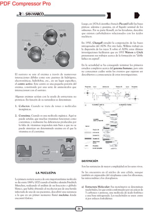 26
El sustrato se une al enzima a través de numerosas
interacciones débiles como son: puentes de hidrógeno,
el centro activo. Este centro es una pequeña porción del
enzima, constituido por una serie de aminoácidos que
interaccionan con el sustrato.
Algunas enzimas actúan con la ayuda de estructuras no
proteicas. En función de su naturaleza se denominan:
1. Cofactor. Cuando se trata de iones o moléculas
inorgánicas.
2. Coenzima. Cuando es una molécula orgánica. Aquí se
puede señalar, que muchas vitaminas funcionan como
la falta de vitaminas responden más bien a que no se
puede sintetizar un determinado enzima en el que la
vitamina es el coenzima.
La primera noticia acerca de esta importantísima molécula
se dio entre 1869 y 1870 cuando el médico alemán Friedrich
Miescher, realizando el análisis de un leucocito o glóbulo
blanco, que había obtenido al recolectar pus de una herida
infectada de una de sus pacientes, descubrió una sustancia
a la que en un primer momento llamó nucleína donde
encontró fósforo.
LA NUCLEÍNA
Piccard halló las bases
púricas: adenina y guanina, en el líquido seminal de los
salmones. Por su parte Kossell, en las levaduras, descubre
que existen carbohidratos relacionados con los ácidos
nucleicos.
En 1950, Chargaff estudió la composición de las bases
nitrogenadas del ADN. Por otro lado, Wilkins trabajó en
la dispersión de los rayos X sobre el ADN; estas últimas
investigaciones facilitaron que en 1953 Watson y Crick
presentaran sus trabajos acerca de la formación en "doble
hélice en espiral".
En la actualidad se ha conseguido terminar los primeros
estudios completos acerca del genoma humano, pero aún
no conocemos cuáles serán los eventos que esperan ser
descubiertos a consecuencia de estas investigaciones.
Son las sustancias de mayor complejidad en los seres vivos.
Se les encuentra en el núcleo de una célula, aunque
también en organoides del citoplasma como los ribosomas,
las mitocondrias y los cloroplastos.
a) Estructura Molecular: Sus monómeros se denominan
nucleótidos, los que están conformados por un azúcar de
5 carbonos o pentosa, una molécula de ácido fosfórico
y una base nitrogenada. Los nucleótidos se unen entre
sí por enlaces fosfodiéster.
DEFINICIÓN
PDF Compressor Pro
 