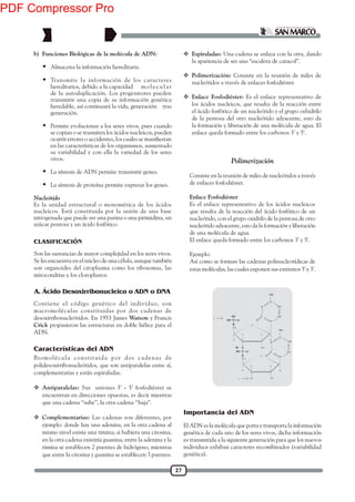 27
CLASIFICACIÓN
Son las sustancias de mayor complejidad en los seres vivos.
Se les encuentra en el núcleo de una célula, aunque también
son organoides del citoplasma como los ribosomas, las
mitocondrias y los cloroplastos.
Contiene el código genético del individuo, son
macromoléculas constituidas por dos cadenas de
desoxirribonucleótidos. En 1953 James Watson y Francis
Crick propusieron las estructuras en doble hélice para el
ADN.
Biomolécula constituida por dos cadenas de
polidesoxirribonucleótidos, que son antiparalelas entre sí,
complementarias y están espiraladas.
 Antiparalelas: Sus uniones 3’ - 5’ fosfodiéster se
encuentran en direcciones opuestas, es decir mientras
que una cadena ‘‘sube’’, la otra cadena ‘‘baja’’.
 Complementarias: Las cadenas son diferentes, por
ejemplo: donde hay una adenina, en la otra cadena al
mismo nivel existe una timina; si hubiera una citosina,
en la otra cadena existiría guanina, entre la adenina y la
timina se establecen 2 puentes de hidrógeno, mientras
que entre la citosina y guanina se establecen 3 puentes.
Características del ADN
A. Ácido Desoxirribonucleico o ADN o DNA
b) Funciones Biológicas de la molécula de ADN:
 Almacena la información hereditaria.
 Transmite la información de los caracteres
hereditarios, debido a la capacidad molecular
de la autoduplicación. Los progenitores pueden
transmitir una copia de su información genética
heredable, así continuará la vida, generación tras
generación.
 Permite evolucionar a los seres vivos, pues cuando
se copian o se trasmiten los ácidos nucleicos, pueden
en las características de los organismos, aumentado
su variabilidad y con ella la variedad de los seres
vivos.
 La síntesis de ADN permite transmitir genes.
 La síntesis de proteína permite expresar los genes.
Nucleótido
Es la unidad estructural o monomérica de los ácidos
nucleicos. Está constituida por la unión de una base
nitrogenada que puede ser una purina o una pirimidina, un
azúcar pentosa y un ácido fosfórico.
 Espiraladas: Una cadena se enlaza con la otra, dando
la apariencia de ser una “escalera de caracol”.
 Polimerización: Consiste en la reunión de miles de
nucleótidos a través de enlaces fosfodiéster.
 Enlace Fosfodiéster: Es el enlace representativo de
los ácidos nucleicos, que resulta de la reacción entre
el ácido fosfórico de un nucleótido y el grupo oxhidrilo
de la pentosa del otro nucleótido adyacente, esto da
la formación y liberación de una molécula de agua. El
enlace queda formado entre los carbonos 3’ y 5’.
Polimerización
Consiste en la reunión de miles de nucleótidos a través
de enlaces fosfodiéster.
Enlace Fosfodiéster
Es el enlace representativo de los ácidos nucleicos
que resulta de la reacción del ácido fosfórico de un
nucleótido, con el grupo oxidrilo de la pentosa de otro
nucleótido adyacente, esto da la formación y liberación
de una molécula de agua.
El enlace queda formado entre los carbonos 3' y 5'.
Ejemplo:
Así como se forman las cadenas polinucleotídicas de
estas moléculas, las cuales exponen sus extremos 5' y 3'.
El ADN es la molécula que porta y transporta la información
genética de cada uno de los seres vivos, dicha información
es transmitida a la siguiente generación para que los nuevos
individuos exhiban caracteres recombinados (variabilidad
genética).
Importancia del ADN
PDF Compressor Pro
 