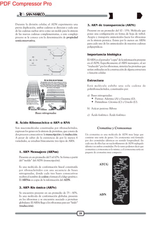 28
Son macromoléculas constituidas por ribonucleótidos,
expresan los genes en la síntesis de proteínas, que consta de
dos procesos consecutivos: la transcripción y la traducción.
A pesar de saber de la existencia de por lo menos 6
variedades, se estudian básicamente tres tipos de ARN.
Presente en un promedio del 5 al 10%. Se forma a partir
del ‘‘molde’’ del ADN (transcripción).
Es una molécula de conformación lineal constituída
por ribonucleótidos con una secuencia de bases
nitrogenadas, donde cada tres bases consecutivas
reciben el nombre de codon y forman el código genético.
El ARNm es copia de la información del ADN.
Bases nitrogenadas
Se encuentra presente en un promedio de 75 - 80%.
Es una molécula de conformación globular, presente
en los ribosomas y se encuentra asociado a proteínas
globulares. El ARNr llega a los ribosomas para ser ‘‘leído’’
(traducción).
B. Ácido Ribonucleico o ARN o RNA
1. ARN Mensajero (ARNm)
2. ARN Ris ómico (ARNr)
Durante la división celular, el ADN experimenta una
previa duplicación, ambas cadenas se disocian y cada una
de las cadenas sueltas sirve como un molde para la síntesis
de las nuevas cadenas complementarias, a este complejo
proceso se le conoce con la denominación de propiedad
semiconservativa.
Estructura
Presente en un promedio del 10 - 15%. Molécula que
Acepta y transporta aminoácidos hacia los ribosomas
en la síntesis proteica. Existe por lo menos un ARNt
para cada uno de los aminoácidos de nuestras cadenas
polipeptídicas.
El ARN es el portador ‘‘copia’’ de la información presente
‘‘traducido’’ por los ribosomas, sintetiza las proteínas que
serían utilizadas en la construcción de alguna estructura
o función celular.
Está molécula exhibe una sola cadena de
polirribonucleótidos, constituidos por:
a) Bases nitrogenadas:
 Purinas: Adenina (A) y Guanina (G).
 Pirimidinas: Citosina (C) y Uracilo (U).
b) Azúcar pentosa: Ribosa
c) Ácido fosfórico: Ácido fosfórico
Cromatina y Cromosomas
Un cromatina es una molécula de ADN muy larga que
contiene una serie de genes. Un cromosoma está formado
por dos cromátidas idénticas en sentido longitudinal. En
idéntico en ambas cromátidas. Por lo tanto podemos decir que
cromatina y cromosoma es lo mismo, y el cromosoma sería un
paquete de cromatina muy compacto.
ADN
ATCG
3. ARN de transparencia (ARNt)
Importancia biológica
PDF Compressor Pro
 
