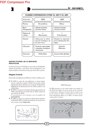 29
DOGMA CENTRAL DE LA BIOLOGÍA
MOLECULAR
síntesis de proteína, y que tiene como participantes a los
ácidos nucleicos y las interacciones que entre ellos ocurren.
Desoxirribosa
Adenina Guanina
Citocina Timina
2
(Bicatenario)
Almacena la infor-
mación biológica de
los seres vivos.
Nucleolo, mitocondria,
cromatina, cloroplasto,
cromosoma.
Doble hélice
CUADRO COMPARATIVO ENTRE EL ADN Y EL ARN
Ribosa
Adenina Guanina
Citocina Uracilo
1
(Unicatenario)
Permite la expresión
de la información bio-
lógica.
Nucleolo
Ribosoma
Lineal, trébol, globular.
Pentosa
Bases
Nitrogenadas
Número de
cadenas
Función
Ubicación
Estructura
CARACTERES ADN ARN
Enunciado inicialmente por Watson y Crick, establece que:
 El ADN es capaz de autorreplicarse, es decir formar
nuevas copias de sí mismo. Siendo este evento el más
importante dentro del proceso, ya que de él depende la
células hijas.
 El ADN es capaz de transmitir información genética al
ARN, sintetizando una molé-cula de ARN a partir de
una cadena de ADN.
A este proceso se le bautizó con el nombre de
transcripción.
 El ARN es capaz de expresar la información genética
recibida del ADN en forma de proteínas, de este proceso
se le conoce como traducción.
ARN Mensajero
El ARN mensajero es una cadena simple, muy similar a la
es ligeramente diferente (se llama ribosa, mientras que
la que integra el ADN es desoxirribosa). Una de las
sustituyendo a la timina.
Dogma Central
PDF Compressor Pro
 