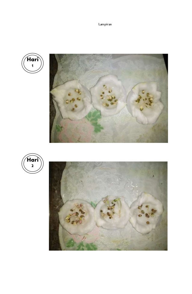 Laporan Pengaruh Cahaya Terhadap Pertumbuhan Kacang Hijau