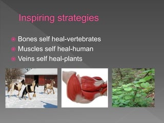  Bones self heal-vertebrates
 Muscles self heal-human
 Veins self heal-plants
 
