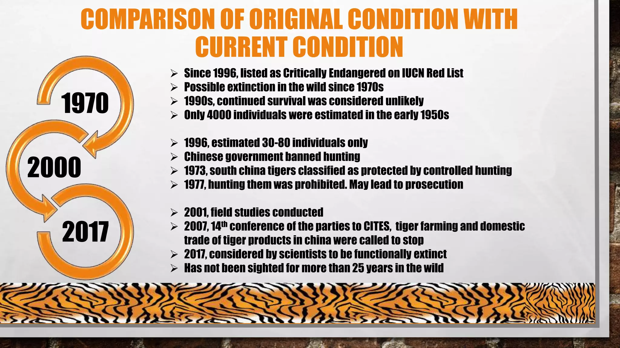 COMPARISON OF ORIGINAL CONDITION WITH
CURRENT CONDITION
1970
2000
2017
 Since 1996, listed as Critically Endangered on IUCN Red List
 Possible extinction in the wild since 1970s
 1990s, continued survival was considered unlikely
 Only 4000 individuals were estimated in the early 1950s
 1996, estimated 30-80 individuals only
 Chinese government banned hunting
 1973, south china tigers classified as protected by controlled hunting
 1977, hunting them was prohibited. May lead to prosecution
 2001, field studies conducted
 2007, 14th conference of the parties to CITES, tiger farming and domestic
trade of tiger products in china were called to stop
 2017, considered by scientists to be functionally extinct
 Has not been sighted for more than 25 years in the wild
 