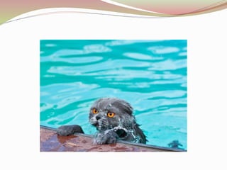 Binocular Indirect OPHTHALMOSCOPY