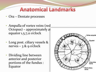 • Ora – Dentate processes
• Ampulla of vortex veins (red
Octopus) – approximately at
equator 1,5,7,11 o’clock
• Long post. ciliary vessels &
nerves – 3 & 9 o’clock
• Dividing line between
anterior and posterior
portions of the fundus :
Equator
66
 