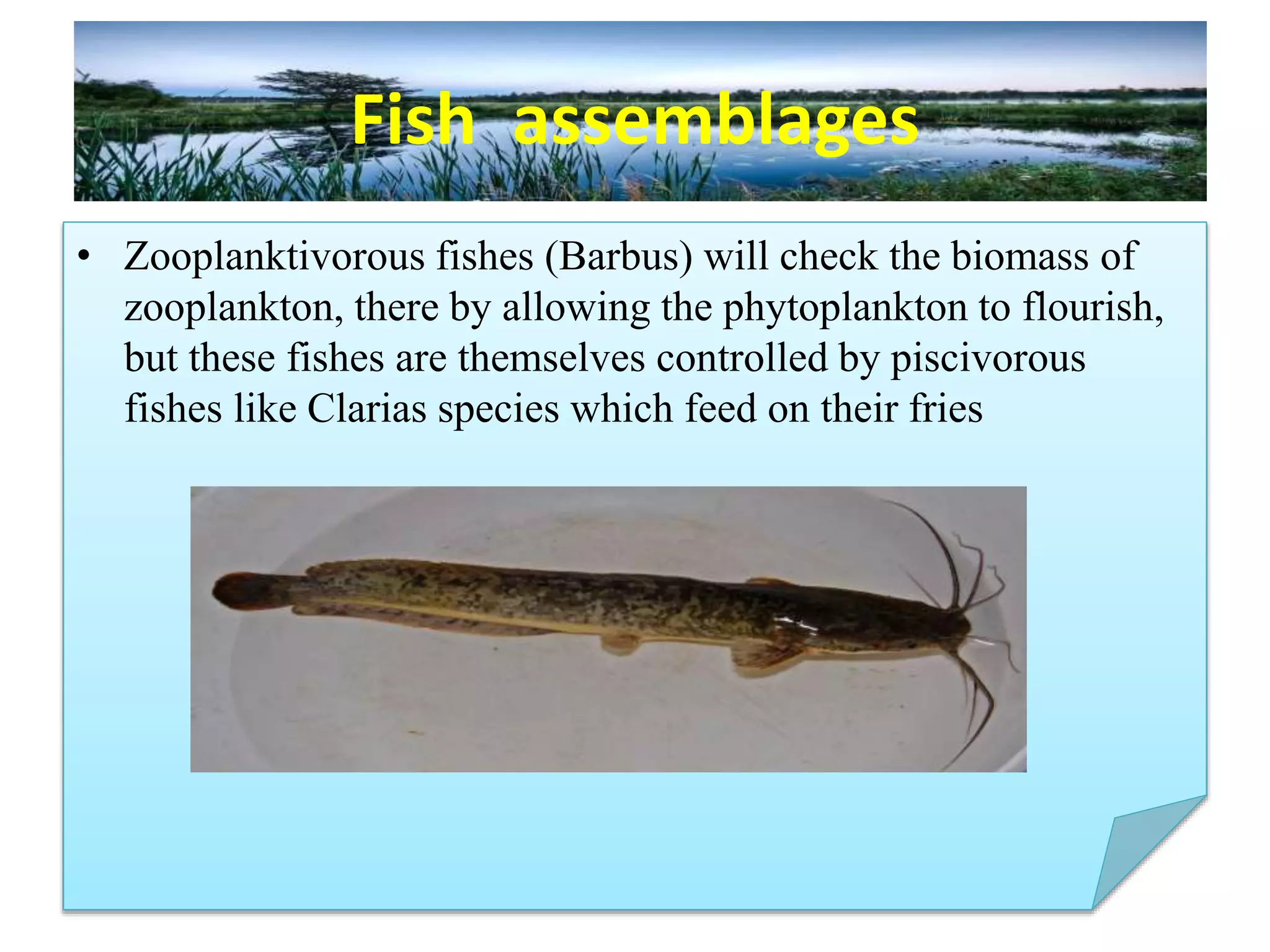 Fish assemblages
• Zooplanktivorous fishes (Barbus) will check the biomass of
zooplankton, there by allowing the phytoplankton to flourish,
but these fishes are themselves controlled by piscivorous
fishes like Clarias species which feed on their fries
 