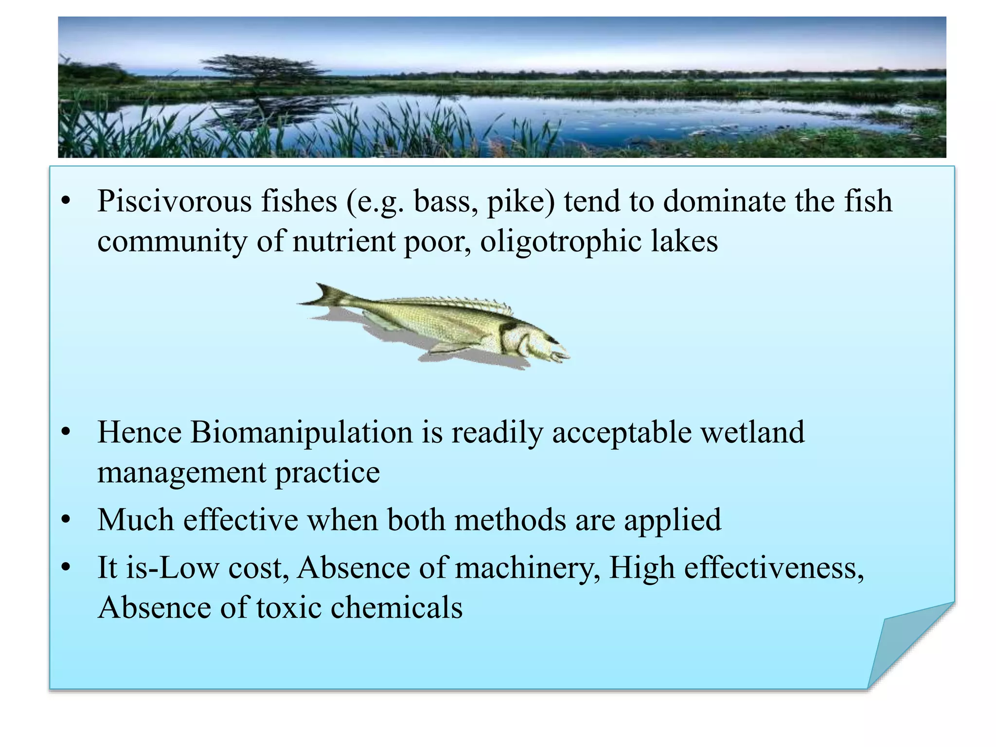 • Piscivorous fishes (e.g. bass, pike) tend to dominate the fish
community of nutrient poor, oligotrophic lakes
• Hence Biomanipulation is readily acceptable wetland
management practice
• Much effective when both methods are applied
• It is-Low cost, Absence of machinery, High effectiveness,
Absence of toxic chemicals
 