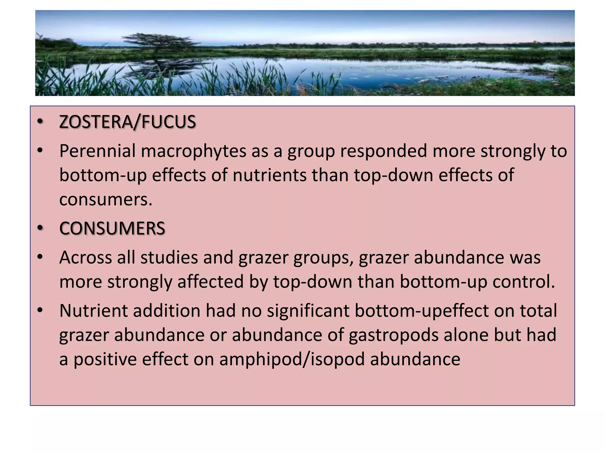 • ZOSTERA/FUCUS
• Perennial macrophytes as a group responded more strongly to
bottom-up effects of nutrients than top-down effects of
consumers.
• CONSUMERS
• Across all studies and grazer groups, grazer abundance was
more strongly affected by top-down than bottom-up control.
• Nutrient addition had no significant bottom-upeffect on total
grazer abundance or abundance of gastropods alone but had
a positive effect on amphipod/isopod abundance
 