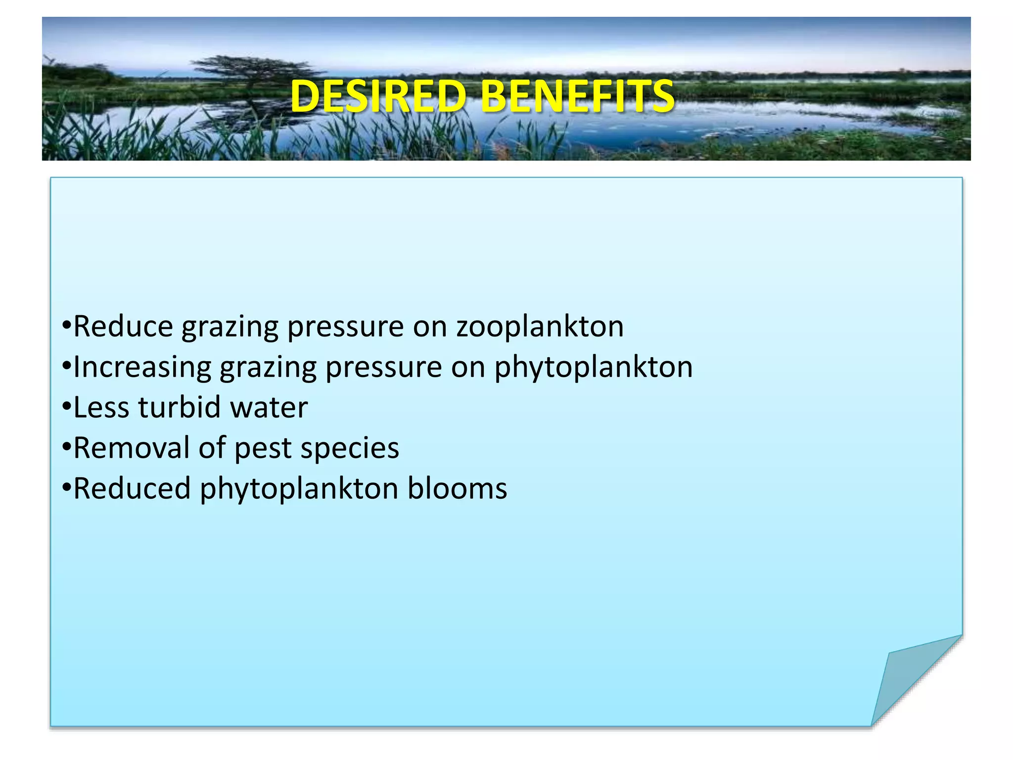 •Reduce grazing pressure on zooplankton
•Increasing grazing pressure on phytoplankton
•Less turbid water
•Removal of pest species
•Reduced phytoplankton blooms
DESIRED BENEFITS
 