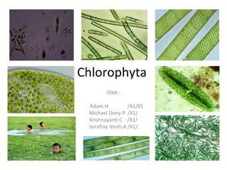 Chlorophyta
Oleh :
Adam.H /X1/01
Michael Dony.P /X1/
Krishnayanti C /X1/
Serafine Venti.A /X1/
 