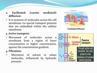 2. Facilitated (carrier mediated)
diffusion:
 It is moment of molecules across the cell
membrane via special transport proteins
that are embedded within the cellular
membrane.
3. Active transport:
 Movement of molecules across a
membrane from a region of lower
concentration to higher concentration,
against the concentration gradient.
4. Filtration:
 Movement of solvent or solute
molecules, influenced by hydraulic
pressure.
 