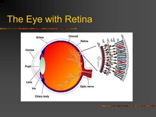 The Eye with Retina
 
