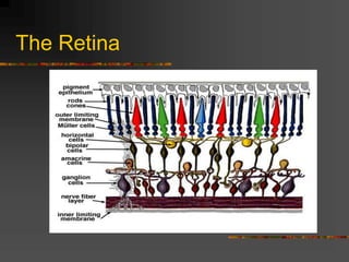 The Retina
 