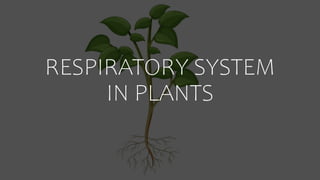 RESPIRATORY SYSTEM
IN PLANTS
 