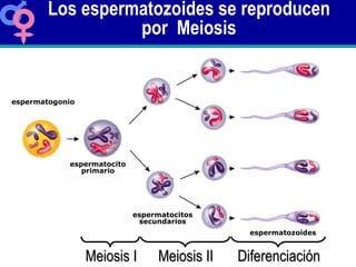 Los espermatozoides se reproducen por  Meiosis Meiosis I Meiosis II Diferenciación espermatogonio espermatocito primario e...