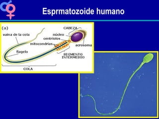 Esprmatozoide humano 