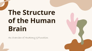 Comprehensive Overview of Human Brain Structure and Function | PPTX