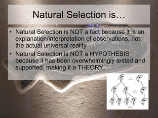 Natural Selection is… Natural Selection is NOT a fact because it is an explanation/interpretation of observations, not the actual universal reality Natural Selection is NOT a HYPOTHESIS because it has been overwhelmingly tested and supported, making it a THEORY. 