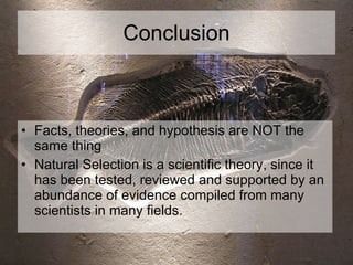 Conclusion Facts, theories, and hypothesis are NOT the same thing Natural Selection is a scientific theory, since it has been tested, reviewed and supported by an abundance of evidence compiled from many scientists in many fields. 