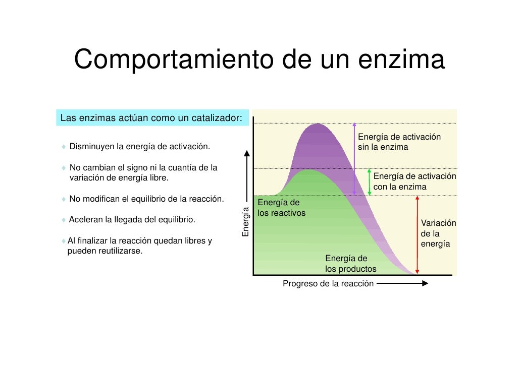 Bio2 6 Enzimas