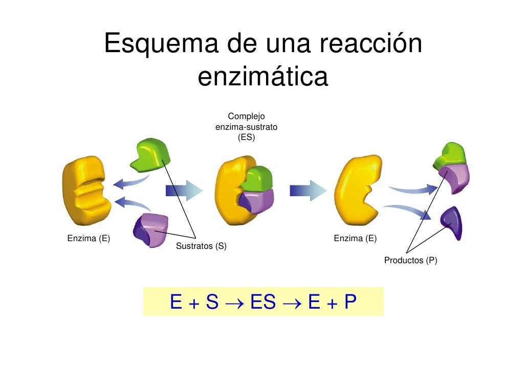 Bio2 6 Enzimas