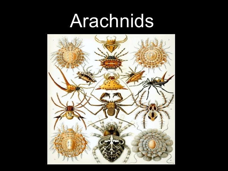 Arachnids Timeline