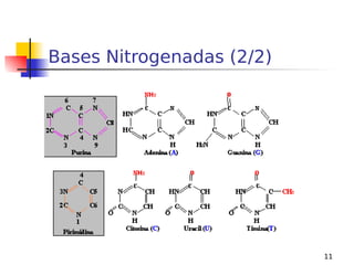 11
Bases Nitrogenadas (2/2)
 