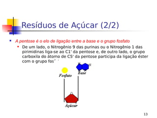 13
Resíduos de Açúcar (2/2)
 A pentose é o elo de ligação entre a base e o grupo fosfato
 De um lado, o Nitrogênio 9 das purinas ou o Nitrogênio 1 das
pirimidinas liga-se ao C1' da pentose e, de outro lado, o grupo
carboxila do átomo de C5' da pentose participa da ligação éster
com o grupo fosfato
 