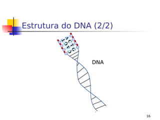 16
Estrutura do DNA (2/2)
G
C
A
T
C
GT
A
|
|
|
|
|
|
|
|
|
| DNA
 