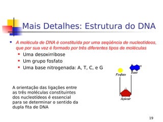 19
Mais Detalhes: Estrutura do DNA
 A molécula de DNA é constituída por uma seqüência de nucleotídeos,
que por sua vez é formado por três diferentes tipos de moléculas
 Uma desoxirribose
 Um grupo fosfato
 Uma base nitrogenada: A, T, C, e G
A orientação das ligações entre
as três moléculas constituintes
dos nucleotídeos é essencial
para se determinar o sentido da
dupla fita de DNA
 
