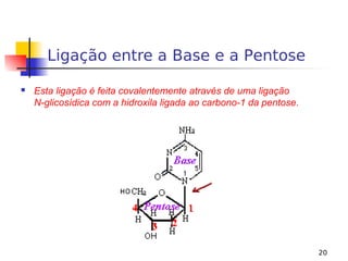 20
Ligação entre a Base e a Pentose
 Esta ligação é feita covalentemente através de uma ligação
N-glicosídica com a hidroxila ligada ao carbono-1 da pentose.
 