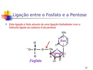 21
Ligação entre o Fosfato e a Pentose
 Esta ligação é feita através de uma ligação fosfodiéster com a
hidroxila ligada ao carbono-5 da pentose
 