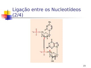 23
Ligação entre os Nucleotídeos
(2/4)
 