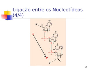 25
Ligação entre os Nucleotídeos
(4/4)
 