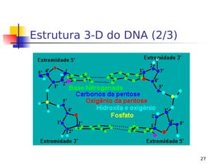27
Estrutura 3-D do DNA (2/3)
 