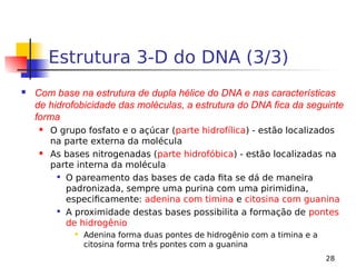 28
Estrutura 3-D do DNA (3/3)
 Com base na estrutura de dupla hélice do DNA e nas características
de hidrofobicidade das moléculas, a estrutura do DNA fica da seguinte
forma
 O grupo fosfato e o açúcar (parte hidrofílica) - estão localizados
na parte externa da molécula
 As bases nitrogenadas (parte hidrofóbica) - estão localizadas na
parte interna da molécula

O pareamento das bases de cada fita se dá de maneira
padronizada, sempre uma purina com uma pirimidina,
especificamente: adenina com timina e citosina com guanina

A proximidade destas bases possibilita a formação de pontes
de hidrogênio
 Adenina forma duas pontes de hidrogênio com a timina e a
citosina forma três pontes com a guanina
 