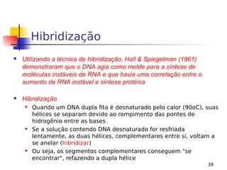 38
Hibridização
 Utilizando a técnica de hibridização, Hall & Spiegelman (1961)
demonstraram que o DNA agia como molde para a síntese de
moléculas instáveis de RNA e que havia uma correlação entre o
aumento de RNA instável e síntese protéica
 Hibridização
 Quando um DNA dupla fita é desnaturado pelo calor (90oC), suas
hélices se separam devido ao rompimento das pontes de
hidrogênio entre as bases
 Se a solução contendo DNA desnaturado for resfriada
lentamente, as duas hélices, complementares entre si, voltam a
se anelar (hibridizar)
 Ou seja, os segmentos complementares conseguem "se
encontrar", refazendo a dupla hélice
 