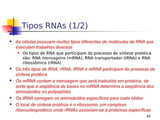40
Tipos RNAs (1/2)
 As células possuem muitos tipos diferentes de moléculas de RNA que
executam trabalhos diversos
 Os tipos de RNA que participam do processo de síntese protéica
são: RNA mensageiro (mRNA), RNA transportador (tRNA) e RNA
ribossômico (rRNA)
 Os três tipos de RNA, rRNA, tRNA e mRNA participam do processo de
síntese protéica
 Os mRNA contem a mensagem que será traduzida em proteína, de
sorte que a seqüência de bases no mRNA determina a seqüência dos
aminoácidos no polipeptídio
 Os tRNA carregam os aminoácidos específicos para cada códon
 O local de síntese protéica é o ribossomo, um complexo
ribonucleoprotéico onde rRNAs associam-se à proteínas específicas
 