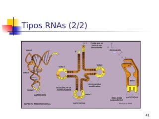 41
Tipos RNAs (2/2)
 