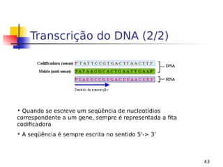 43
Transcrição do DNA (2/2)
• Quando se escreve um seqüência de nucleotídios
correspondente a um gene, sempre é representada a fita
codificadora
• A seqüência é sempre escrita no sentido 5'-> 3'
 