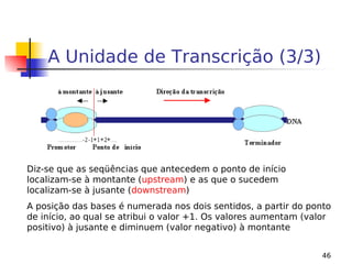 46
A Unidade de Transcrição (3/3)
Diz-se que as seqüências que antecedem o ponto de início
localizam-se à montante (upstream) e as que o sucedem
localizam-se à jusante (downstream)
A posição das bases é numerada nos dois sentidos, a partir do ponto
de início, ao qual se atribui o valor +1. Os valores aumentam (valor
positivo) à jusante e diminuem (valor negativo) à montante
 
