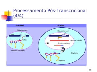 51
Processamento Pós-Transcricional
(4/4)
 