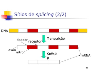 55
Sítios de splicing (2/2)
Splicin
g
DNA
Transcrição
doador
mRNA
intron
exon
receptor
 