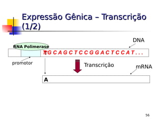 56
Expressão Gênica – Transcrição
Expressão Gênica – Transcrição
(1/2)
(1/2)
T G C A G C T C C G G A C T C C A T . . .
RNA Polimerase
promotor
Transcrição
DNA
mRNA
A
T
 